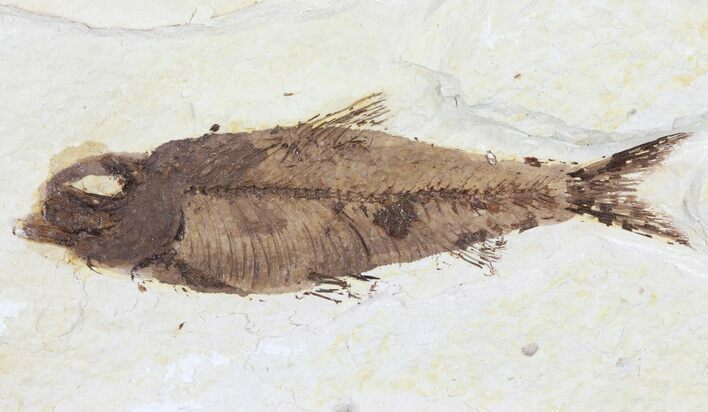 Bargain, Knightia Fossil Fish - Wyoming #60474